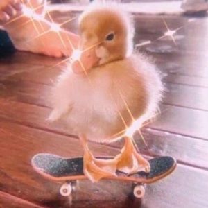 Meet your Posher, Maya